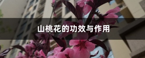 山桃花的功效与作用