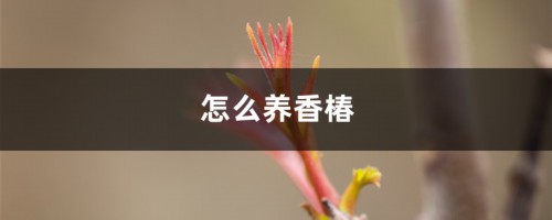 怎么养香椿