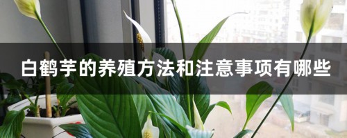 白鹤芋的养殖方法和注意事项有哪些