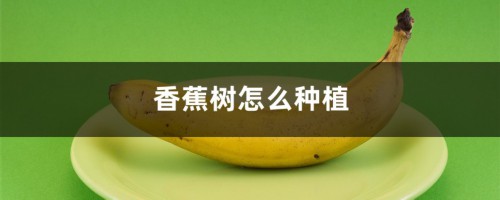 香蕉树怎么种植